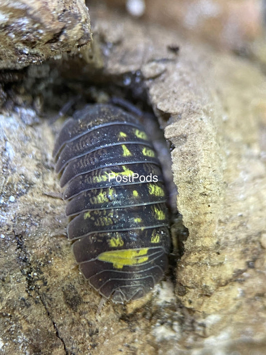 Armadillidium granulatum