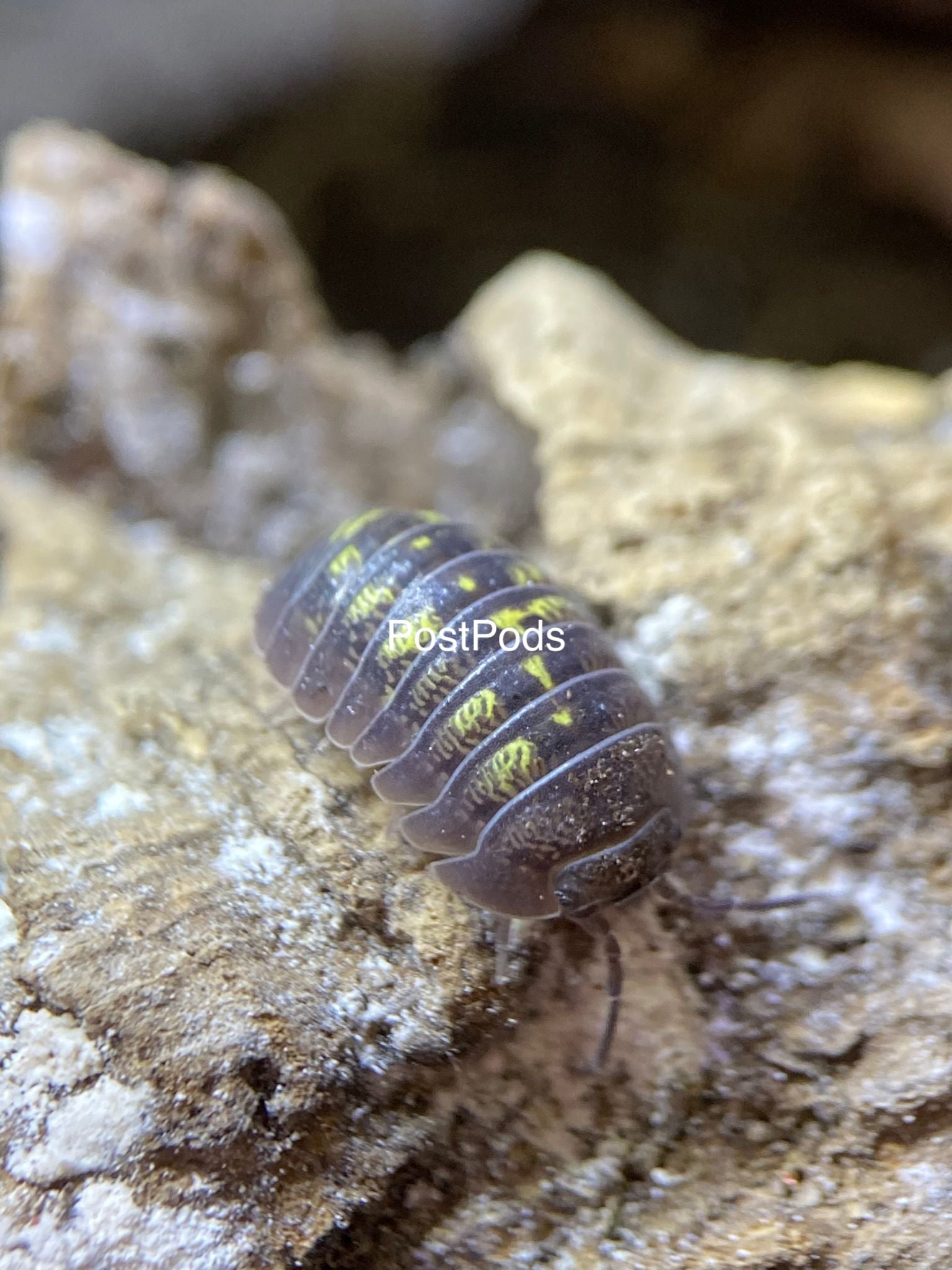 Armadillidium granulatum isopods