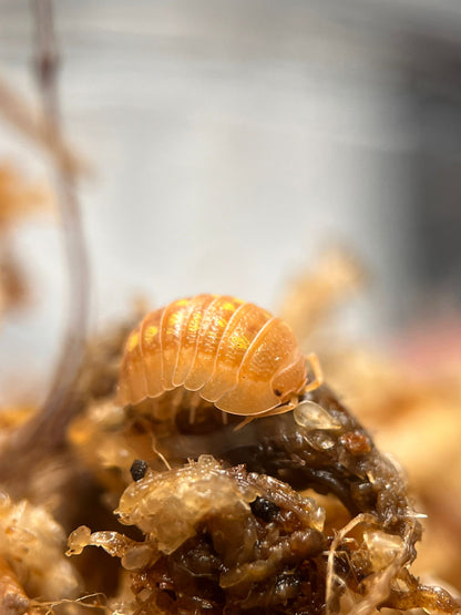 Armadillidium granulatum orange isopod