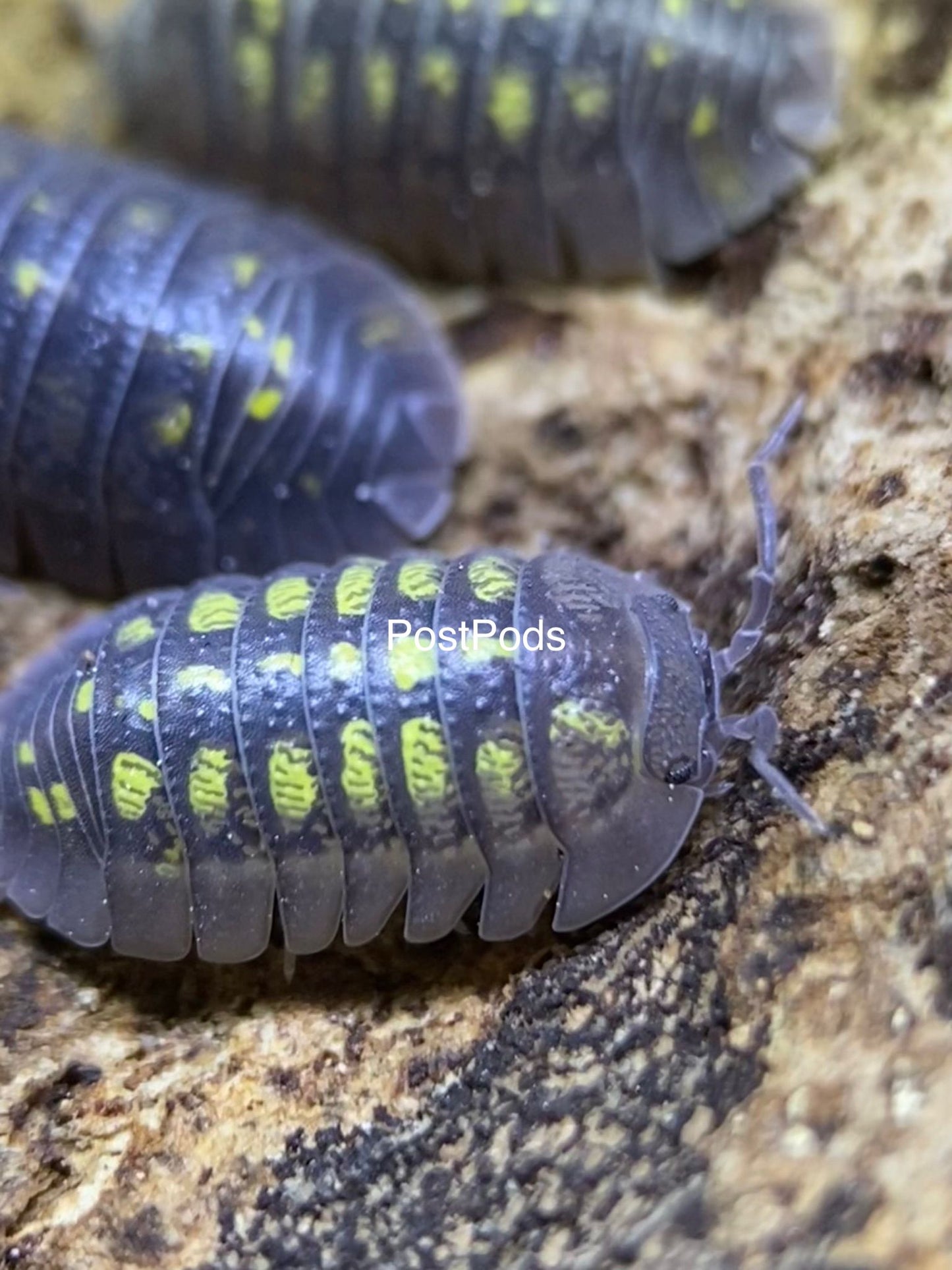 Armadillidium granulatums