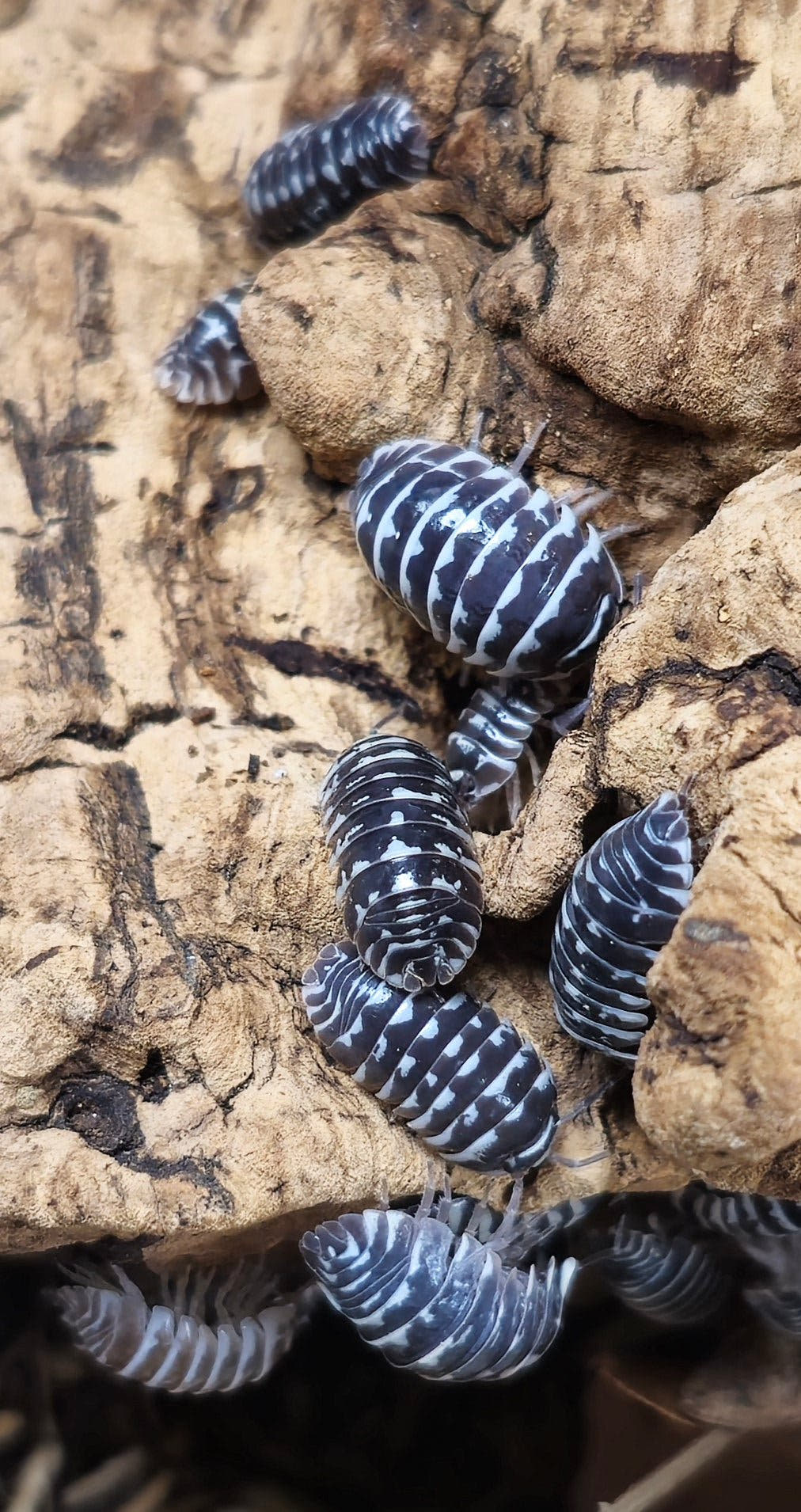 Armadillidium isopods for sale