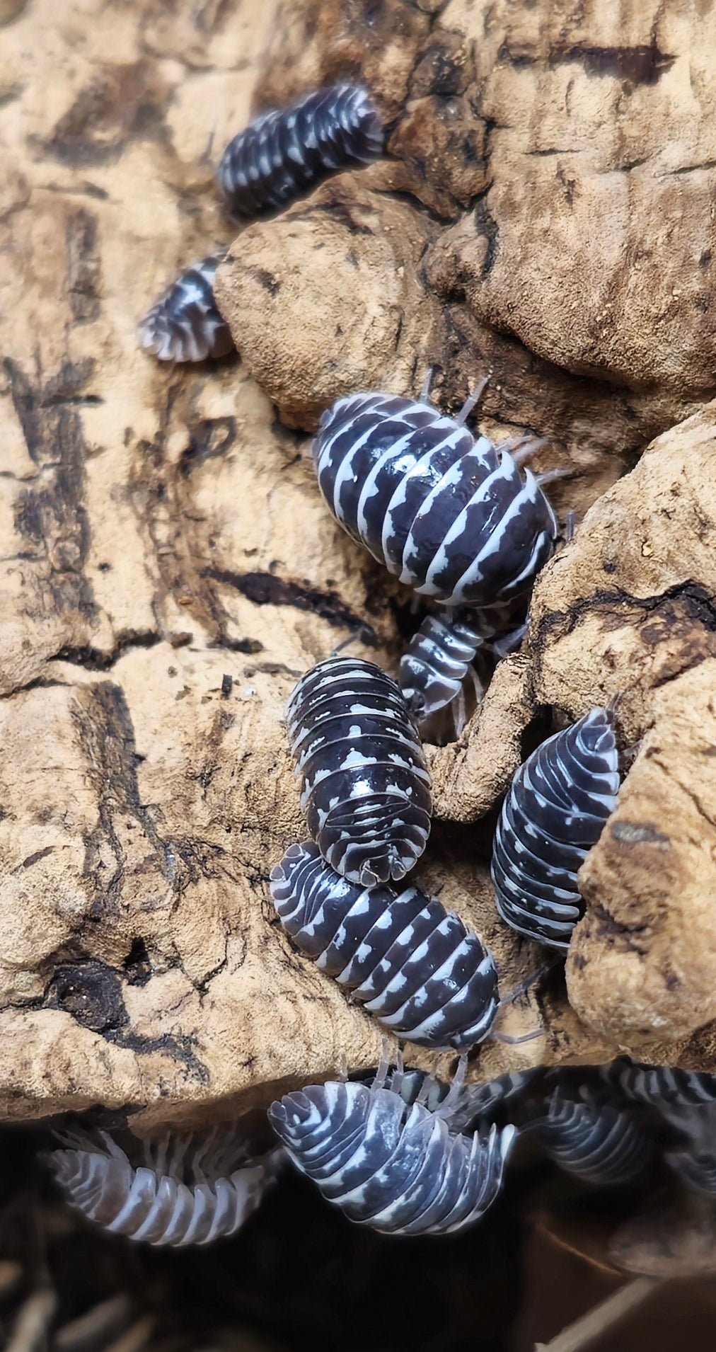 Armadillidium isopods for sale