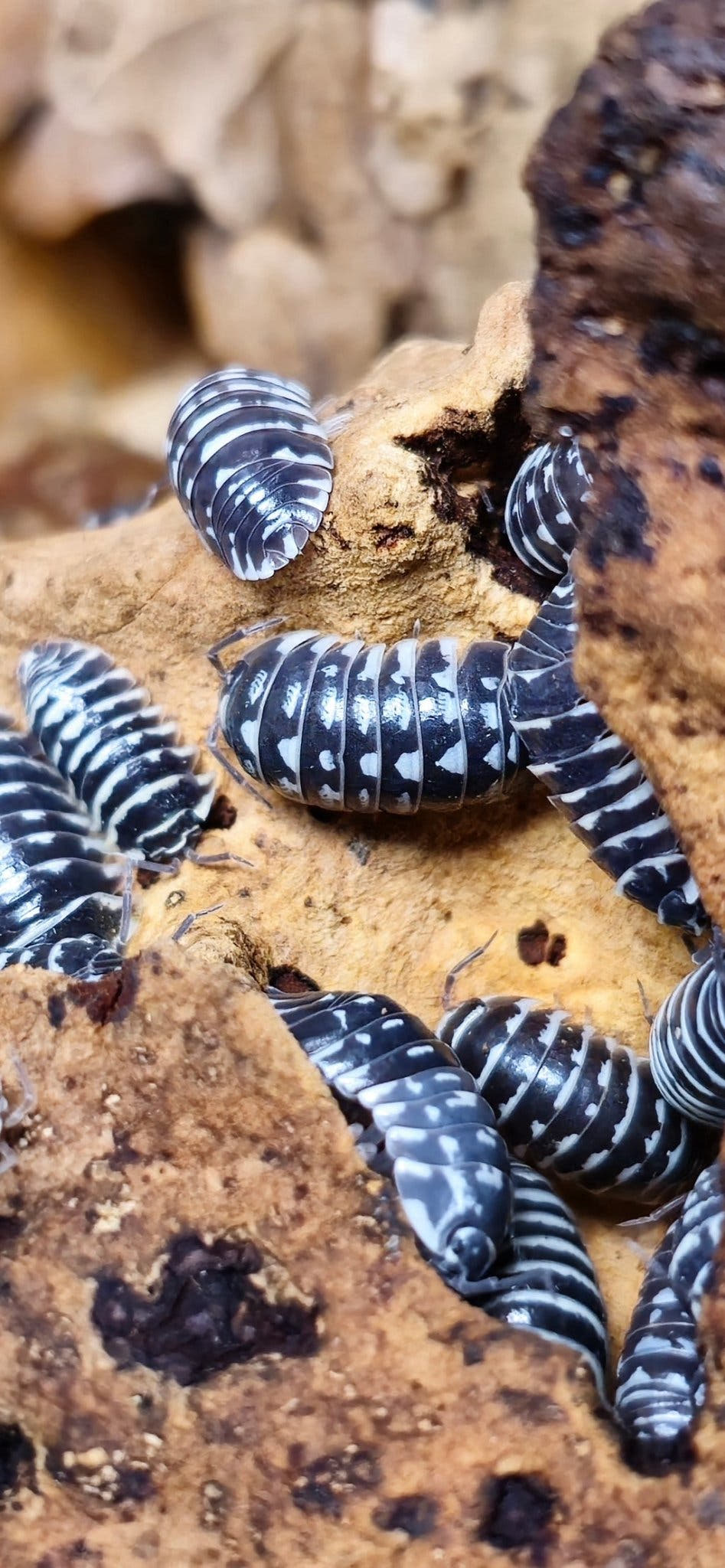 Armadillidium maculatum isopods