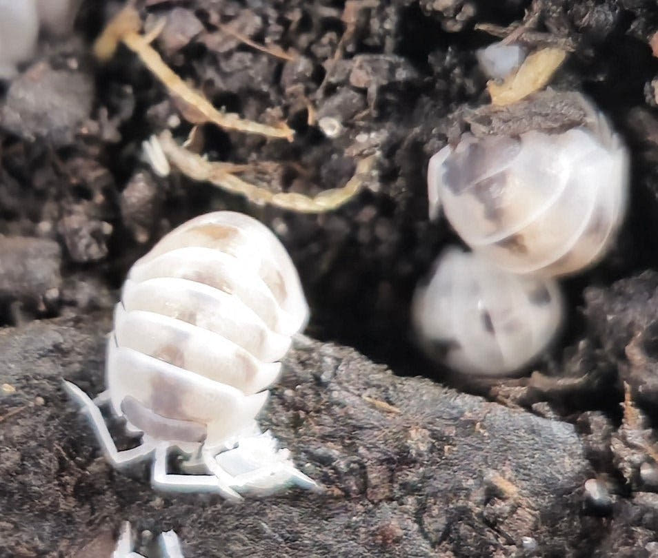 Armadillidium nasatum Dalmatian Isopods