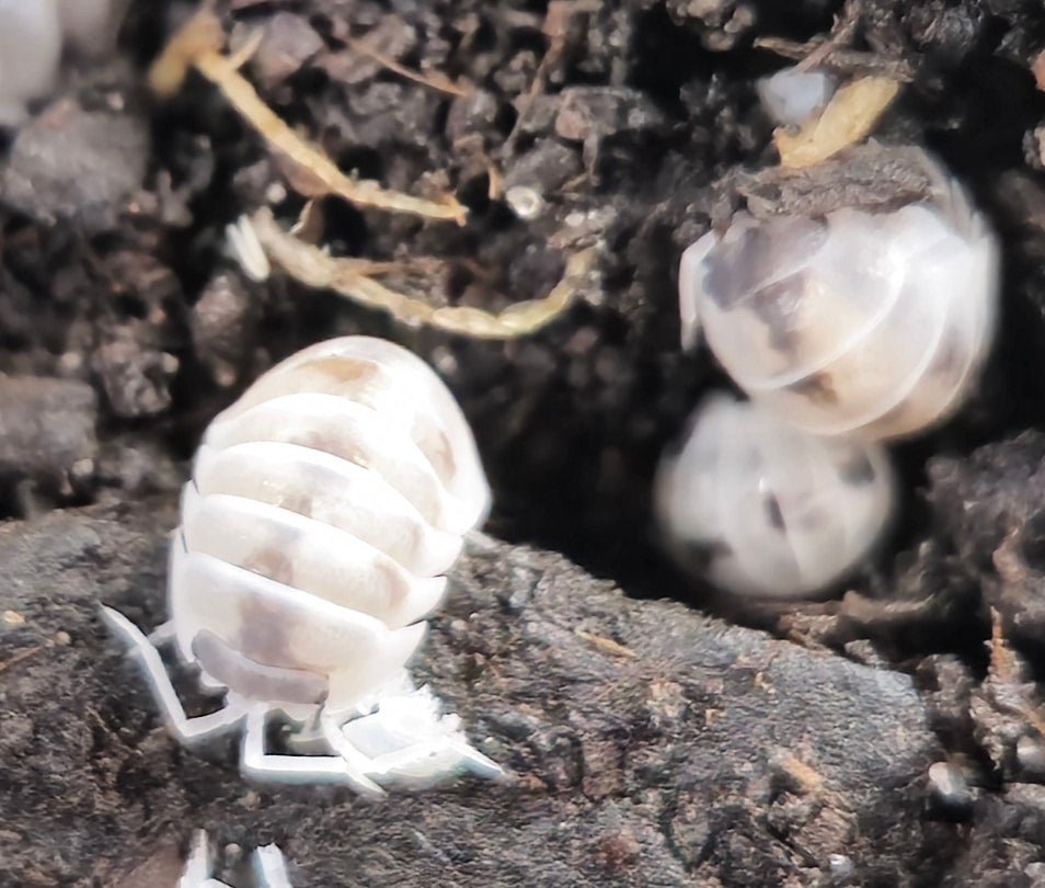 Armadillidium nasatum Dalmatian Isopods