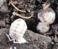 Armadillidium nasatum Dalmatian Isopods