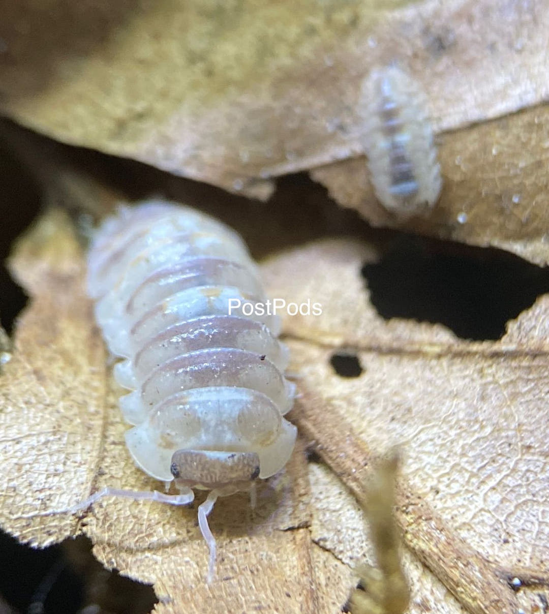 Marbleized isopods