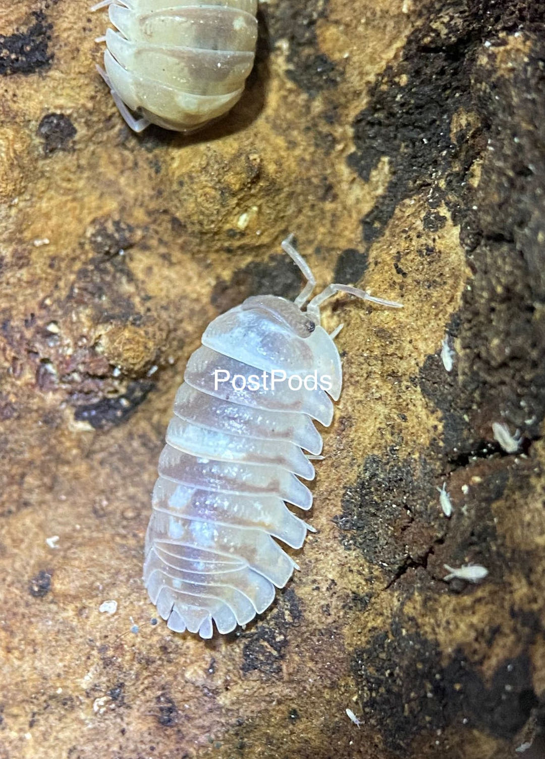 Marbleized isopod