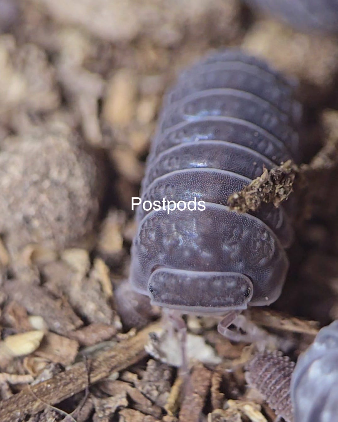 Armadillo Tuberculatus Isopod