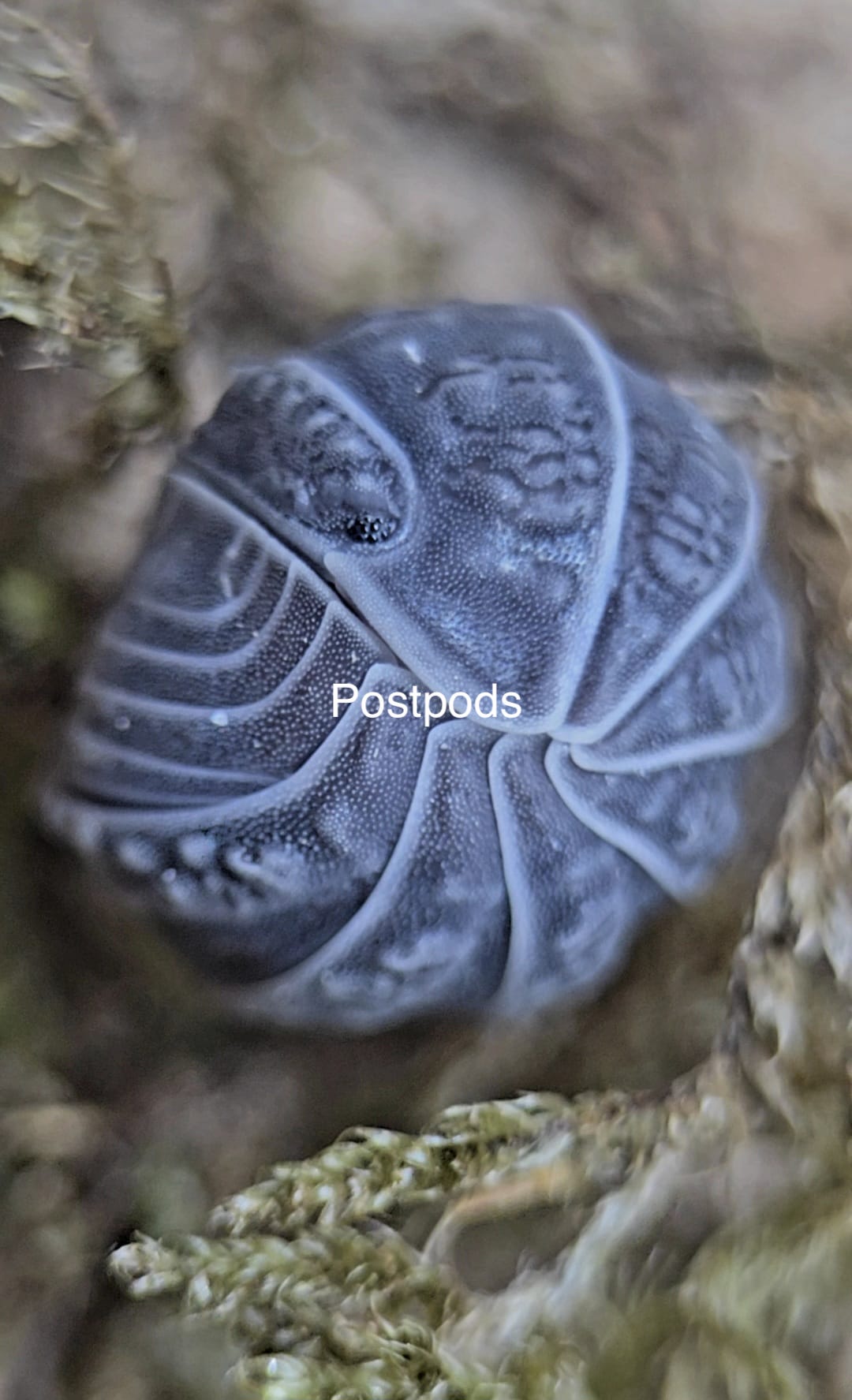 A single Armadillo tuberculatus isopod curled into a ball, grey with pale ridge lines, among moss.