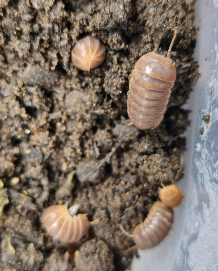 Armadillo isopods for sale