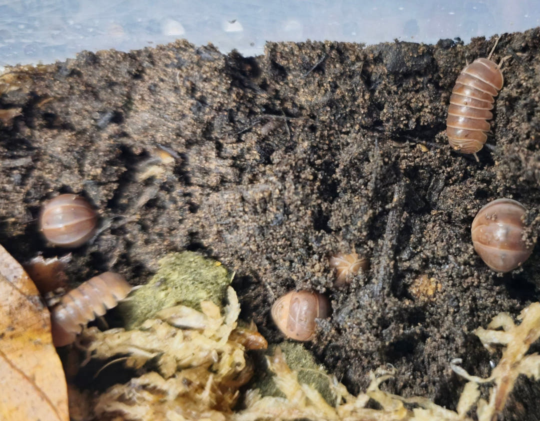 Officinalis Brown Isopods
