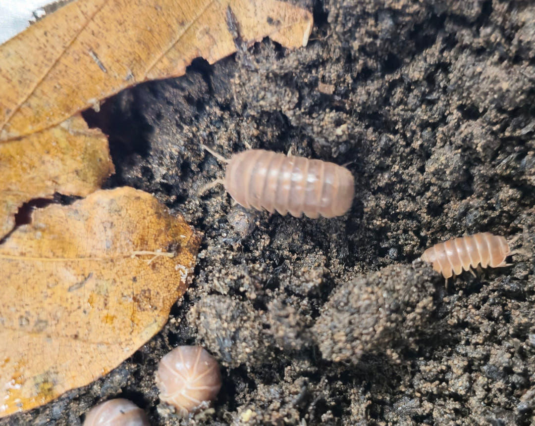 Armadillo Officinalis brown isopods