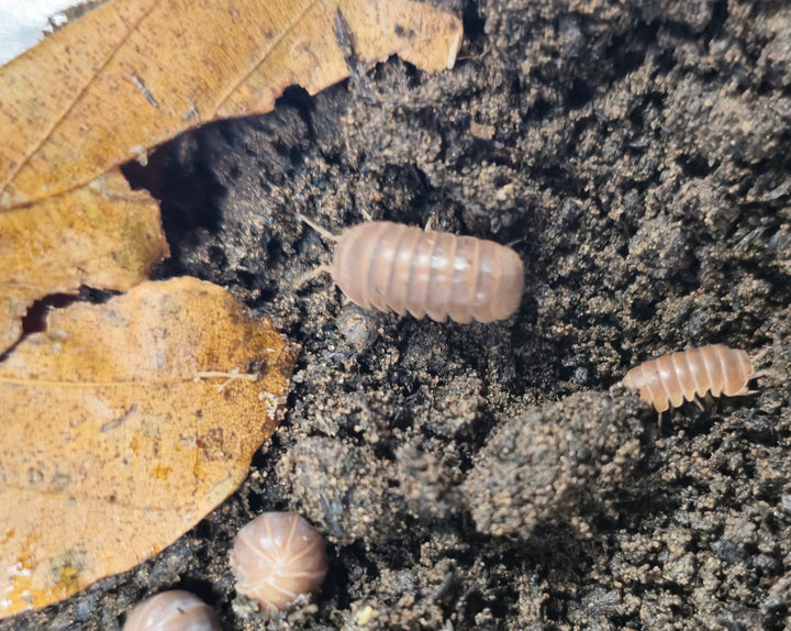 Armadillo Officinalis brown isopods