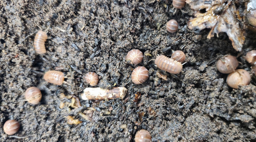 Armadillo Officinalis Brown Isopods For Sale