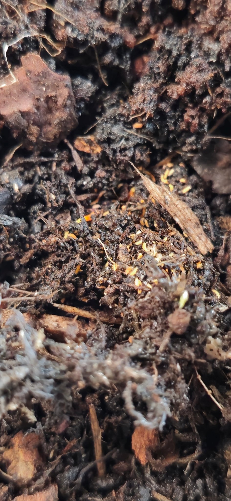 Bilobella braunerae for sale