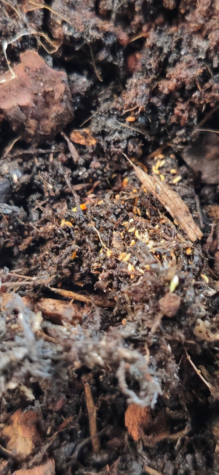 Bilobella braunerae for sale
