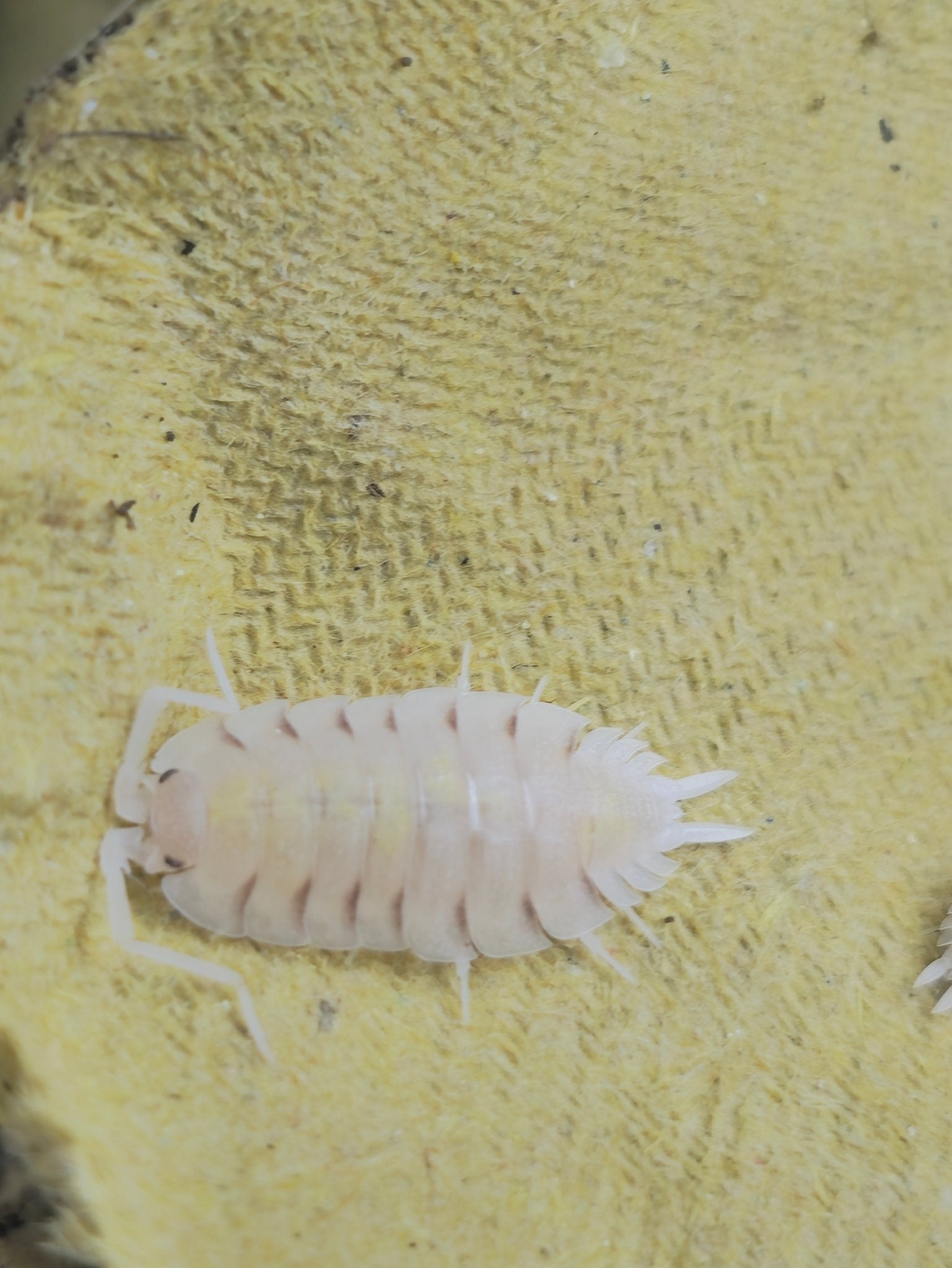 Bolivari Lemonade Isopod