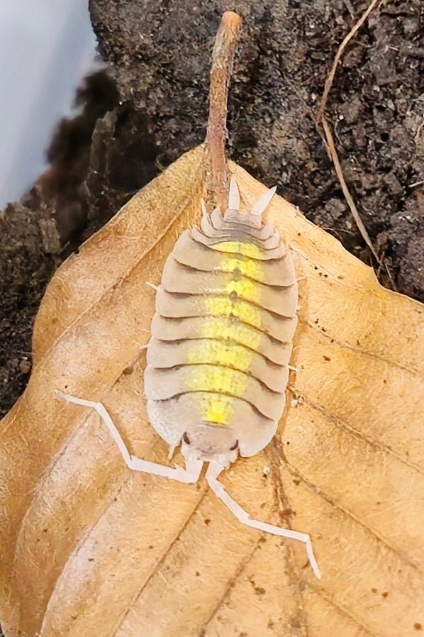 Bolivari Yellow Ghost Isopods