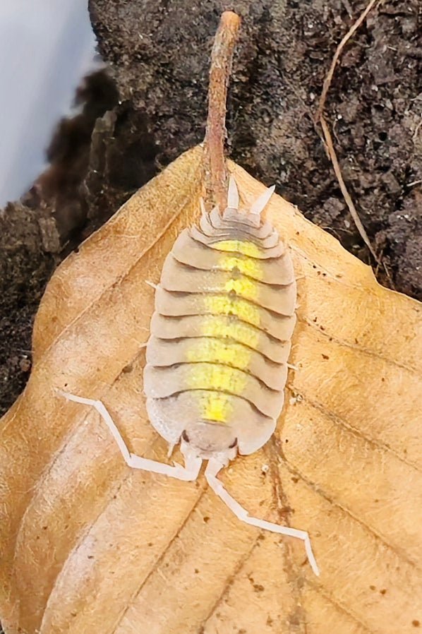 Bolivari Yellow Ghost Isopod