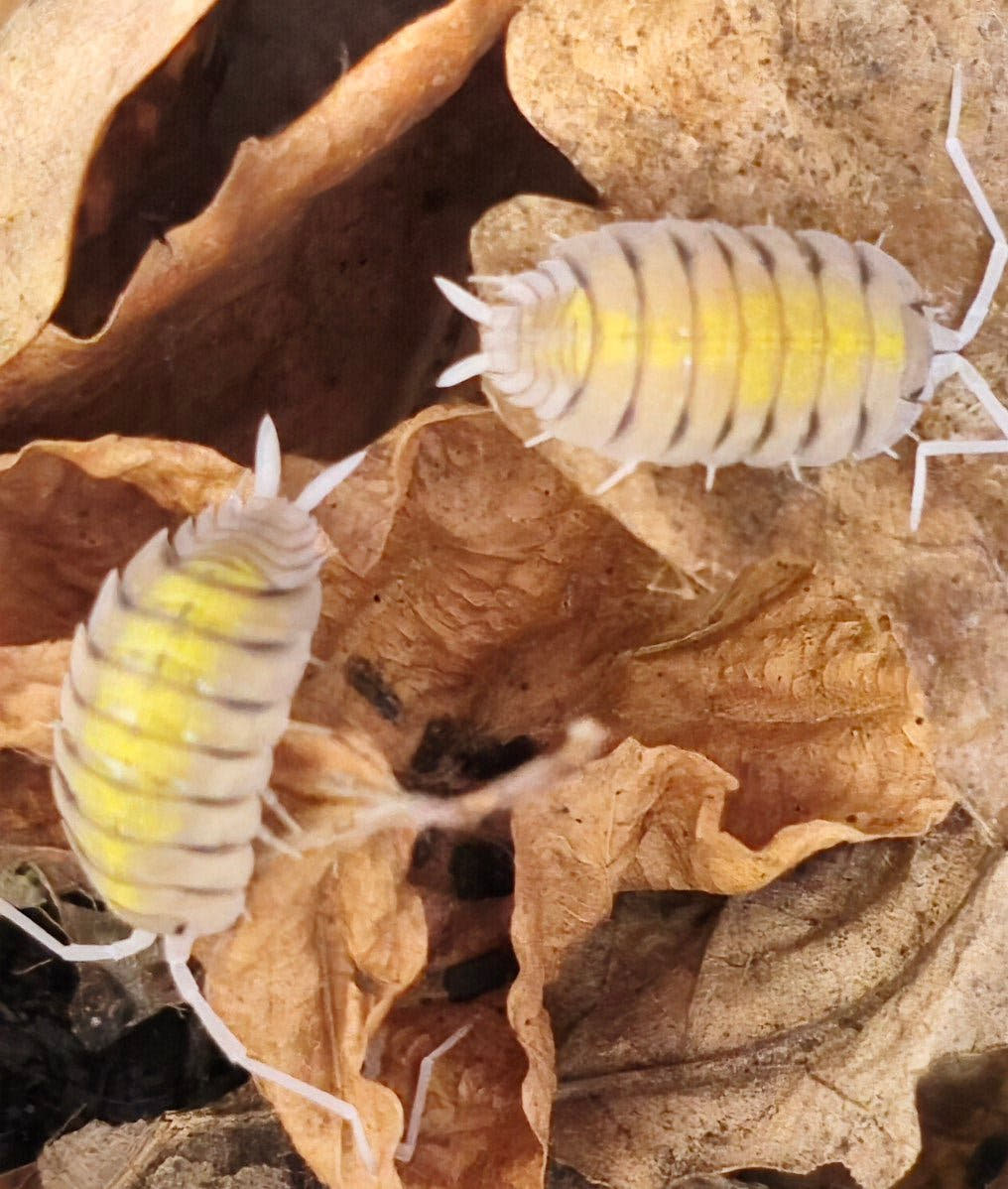 Yellow Ghost Isopods