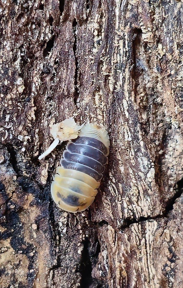 bumblebee isopods for sale