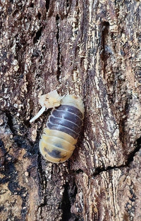 bumblebee isopods for sale