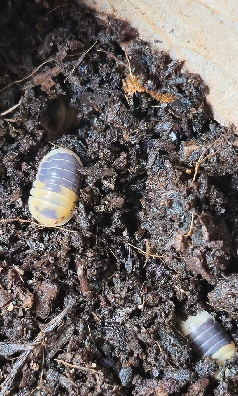 cubaris bumblebee isopods