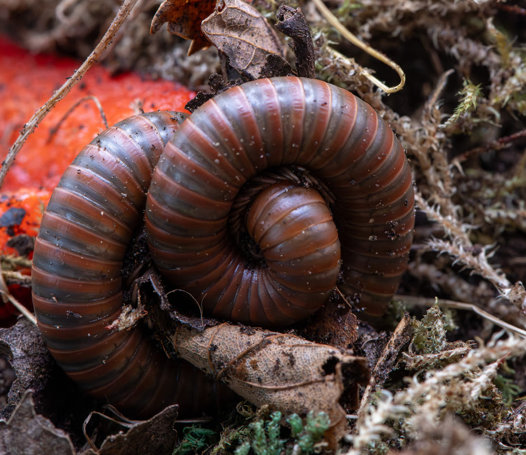 Burmese Beauty Millipede