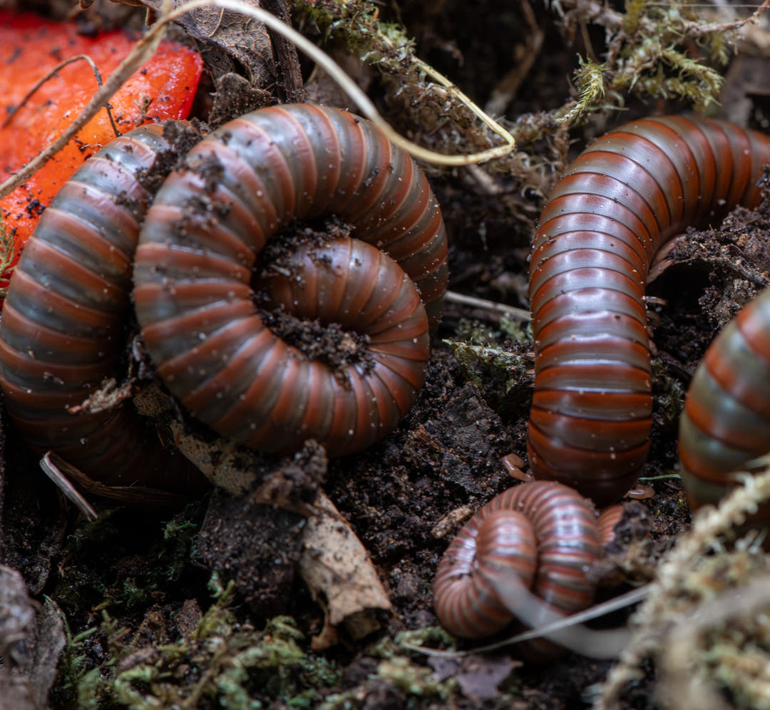 Burmese Beauty Millipedes
