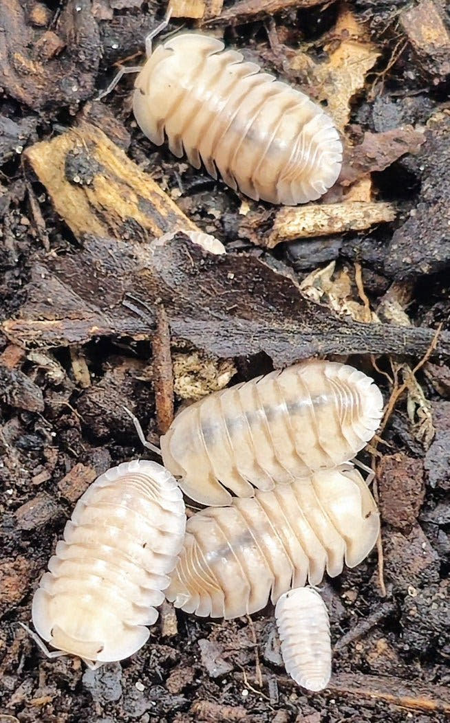 Caramel cream isopods