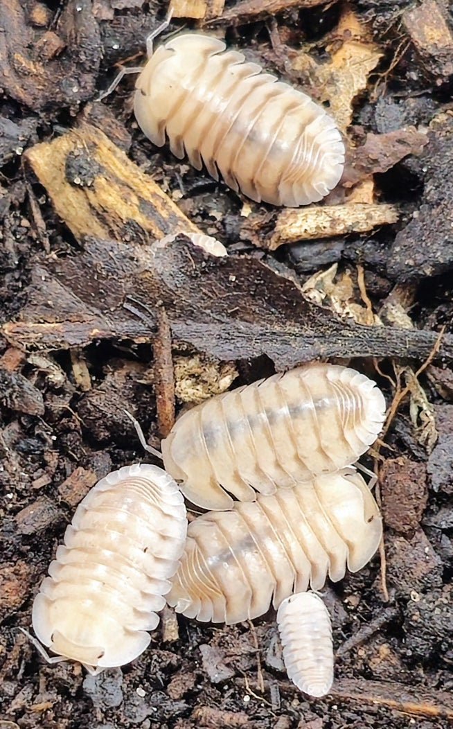 Caramel cream isopods