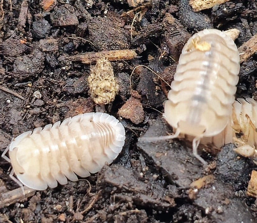 Caramel cream isopods for sale