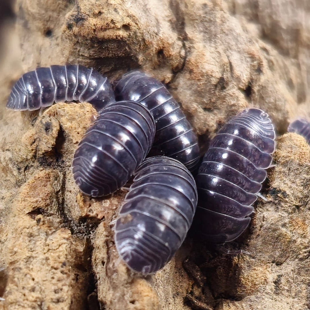 Colony of cubaris platinum