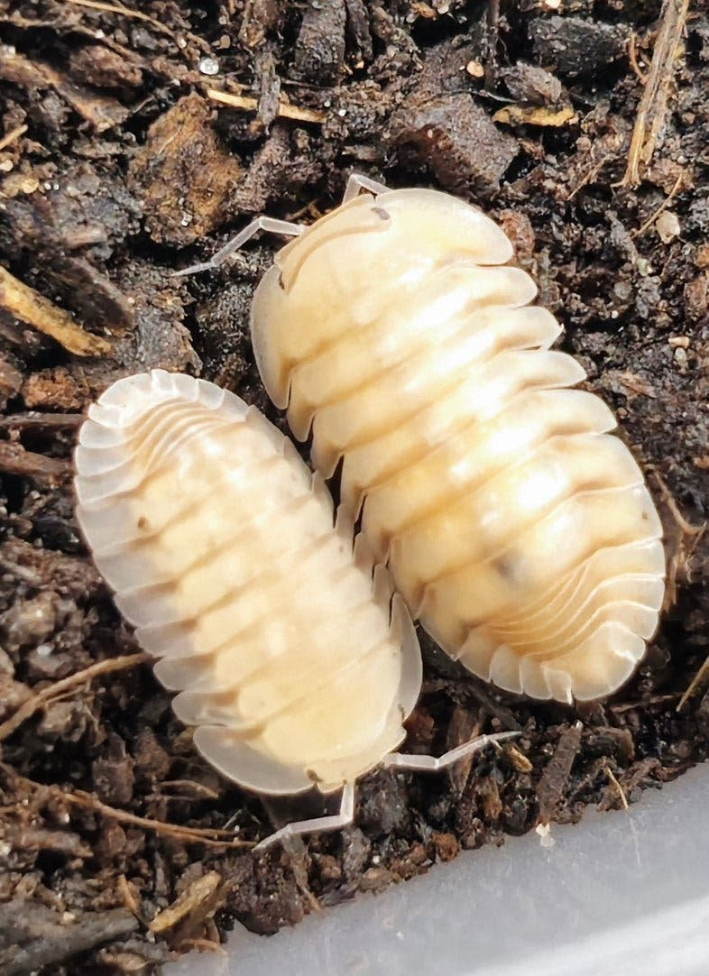 Cubaris caramel cream isopods for sale