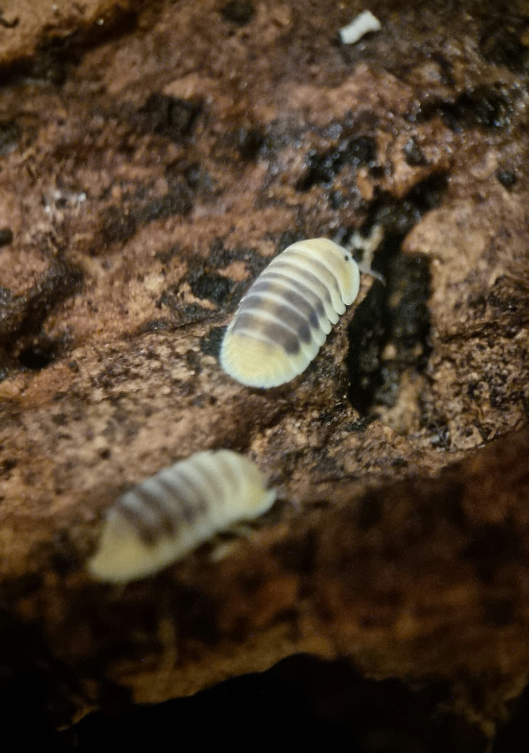 Cubaris jupiter isopods