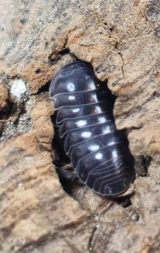 Cubaris platinum isopod
