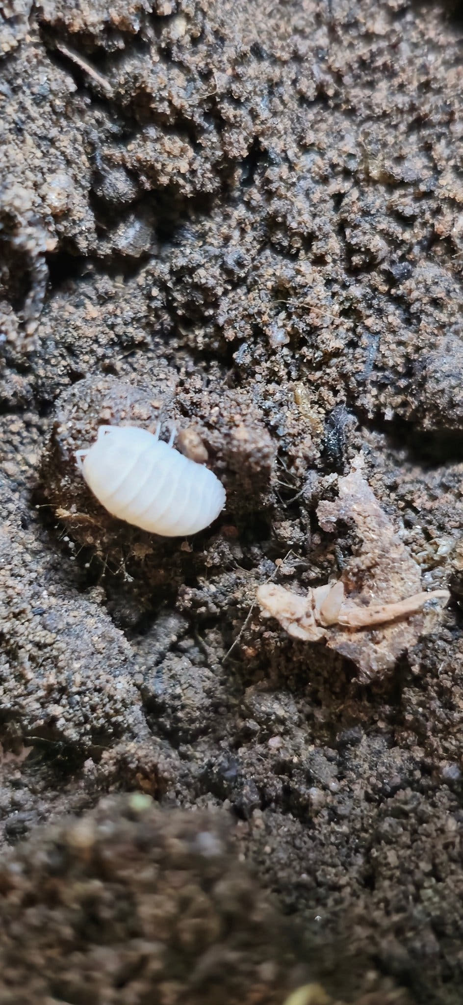 Cubaris snow queen isopod