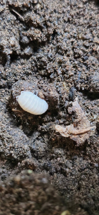 Cubaris snow queen isopod