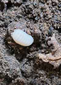 Cubaris snow queen isopod