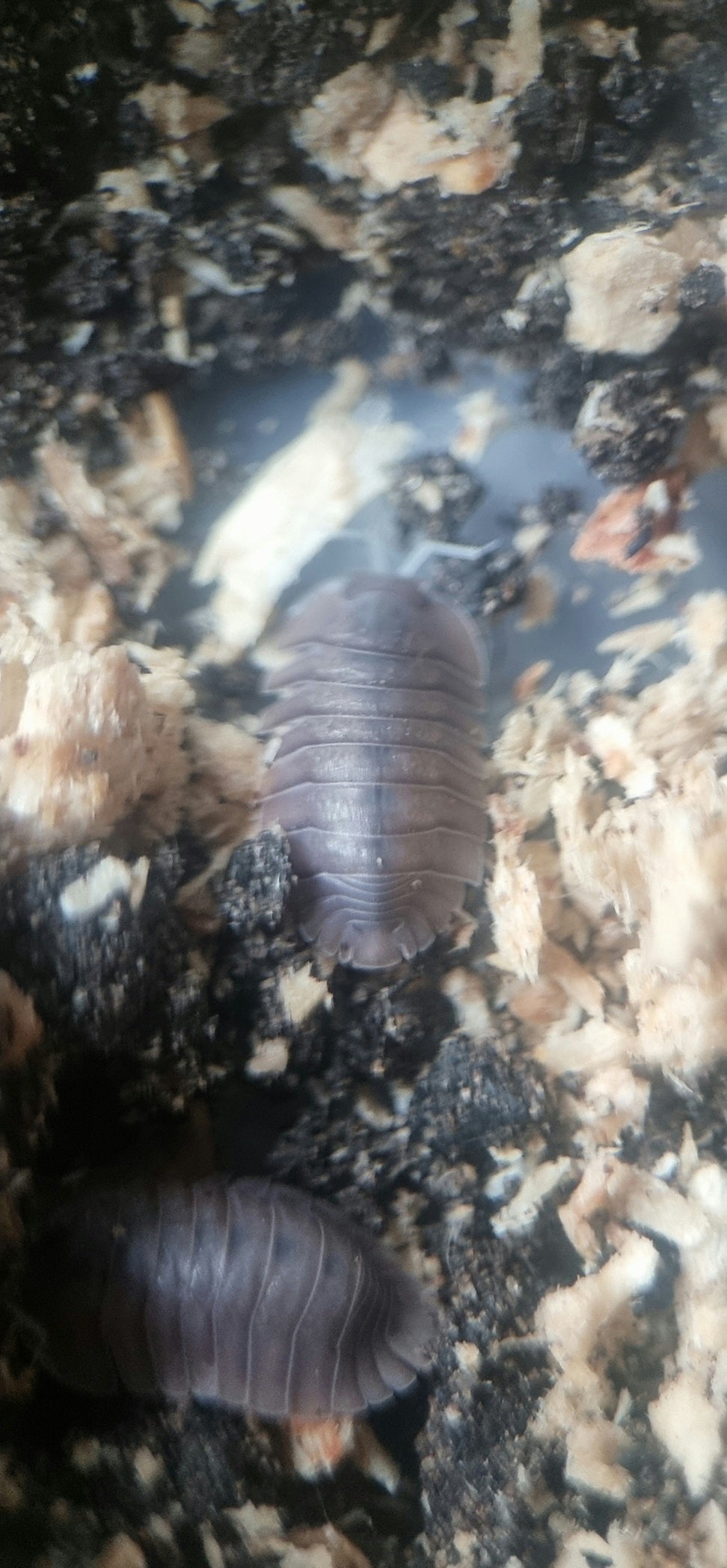 Cubaris soil isopods