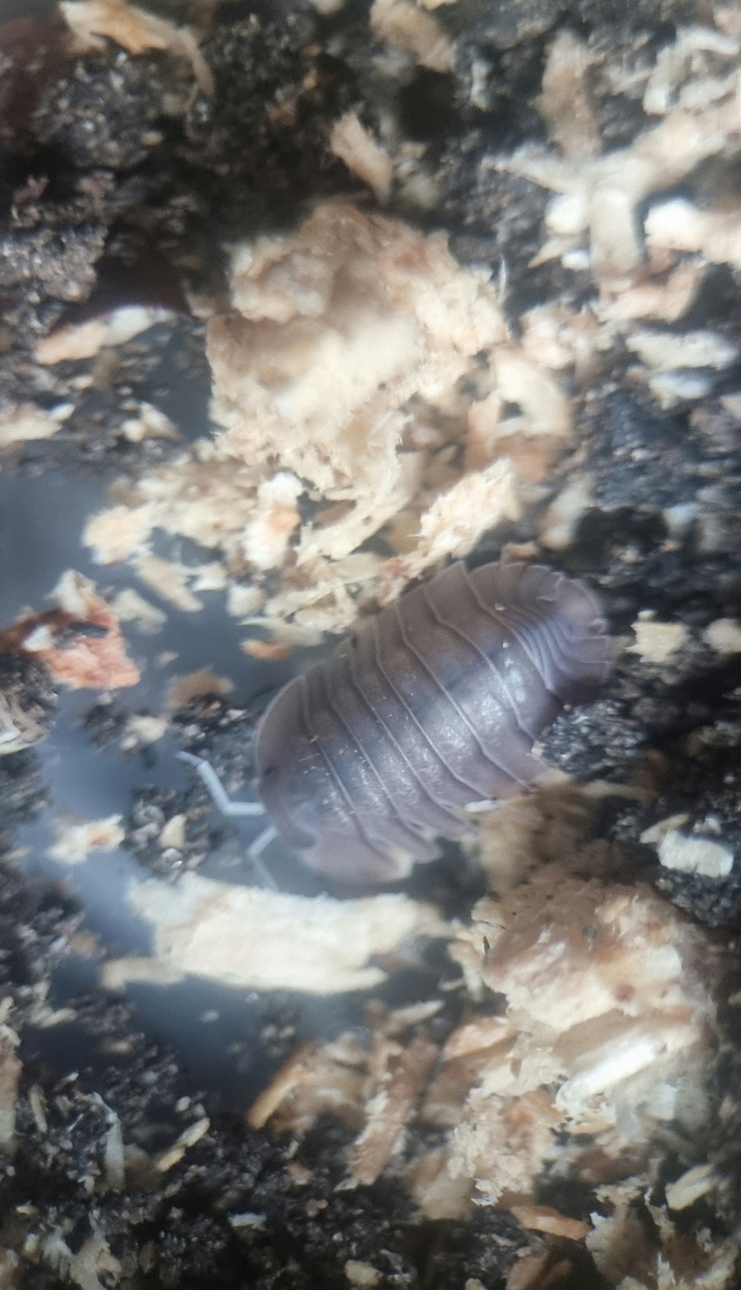 Cubaris soil isopod