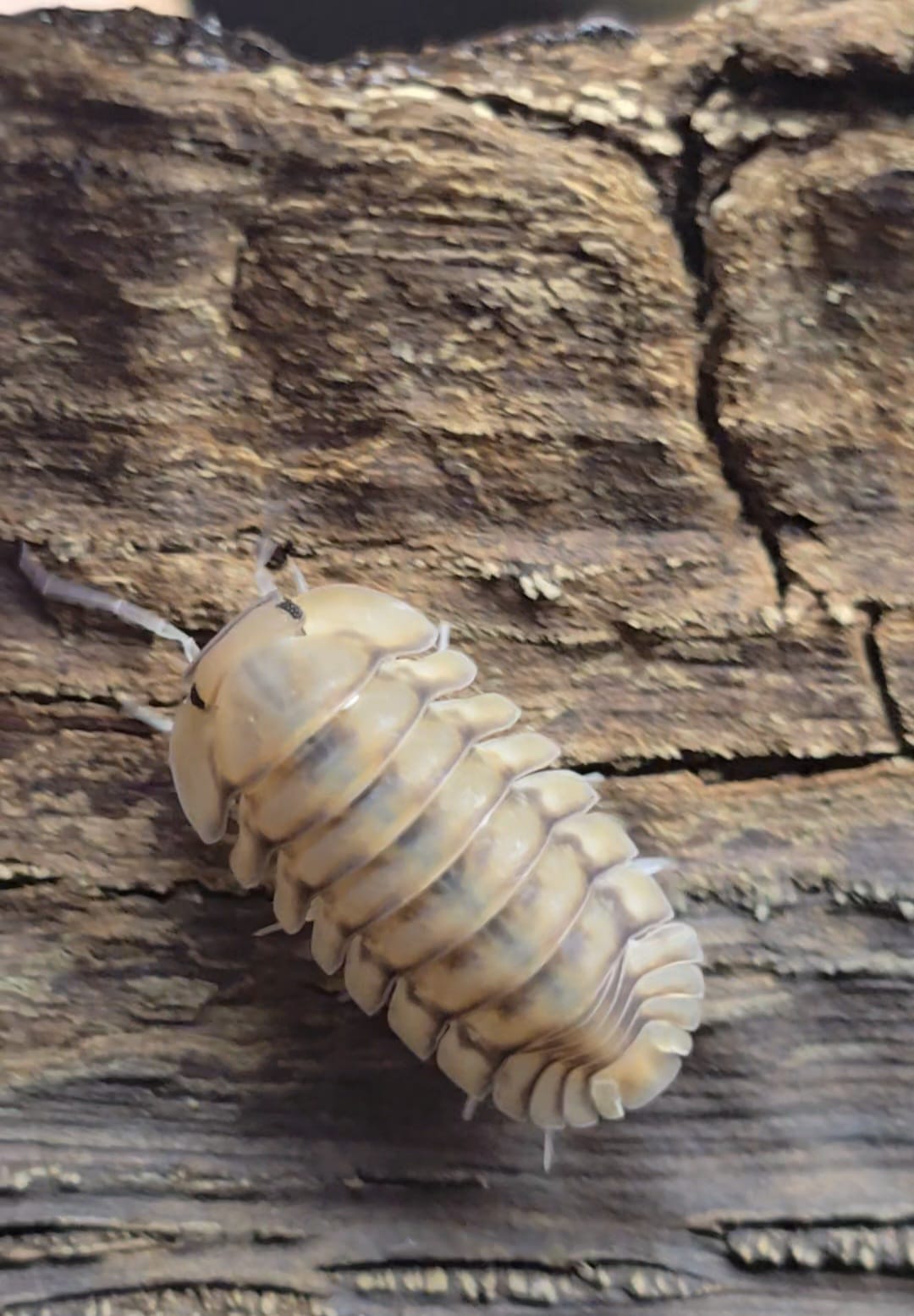 Cubaris yellow tiger