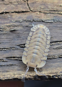 Yellow tiger isopod for sale