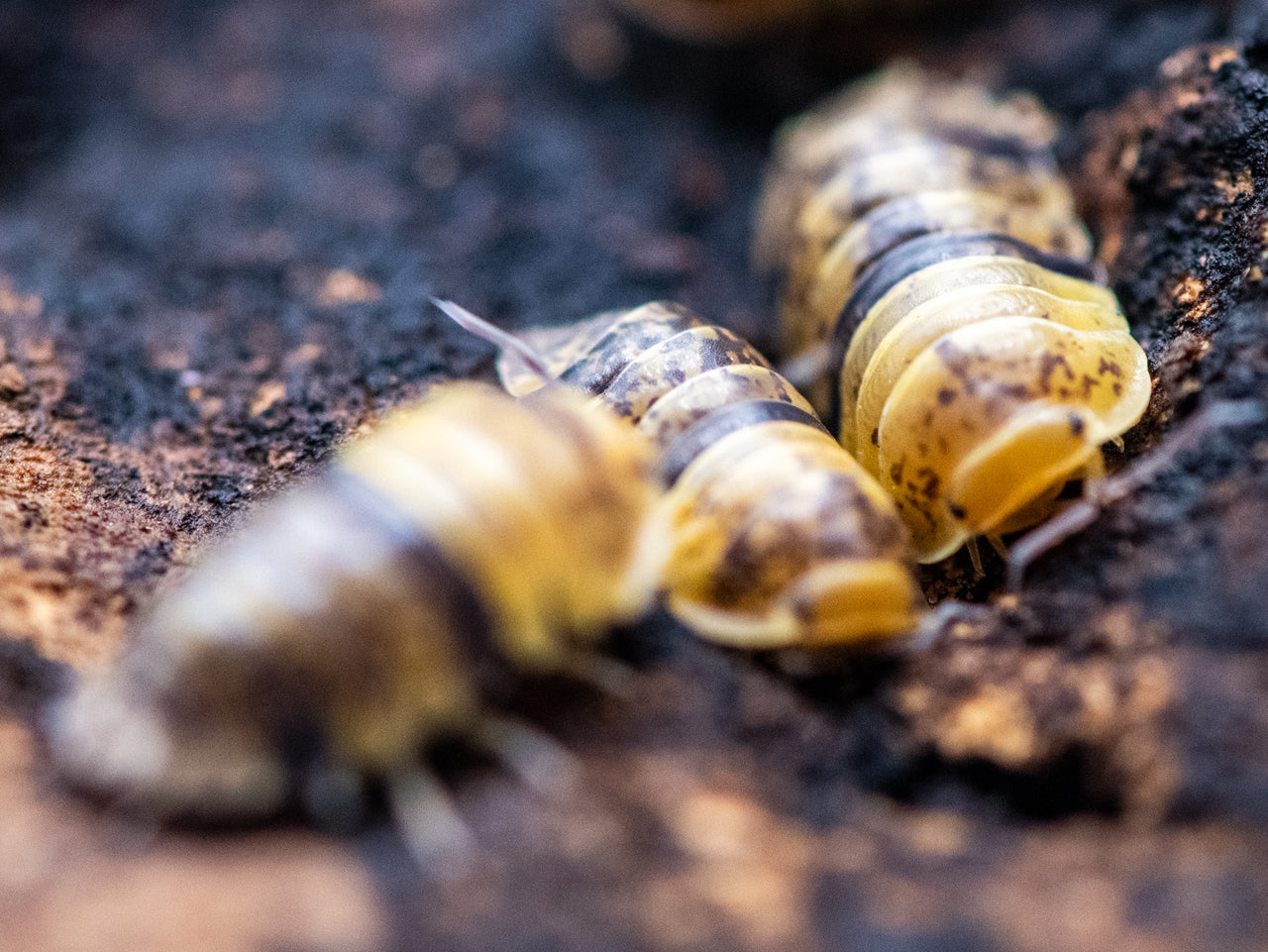 Leopard Bee Isopods (Fillipinodillo sp)