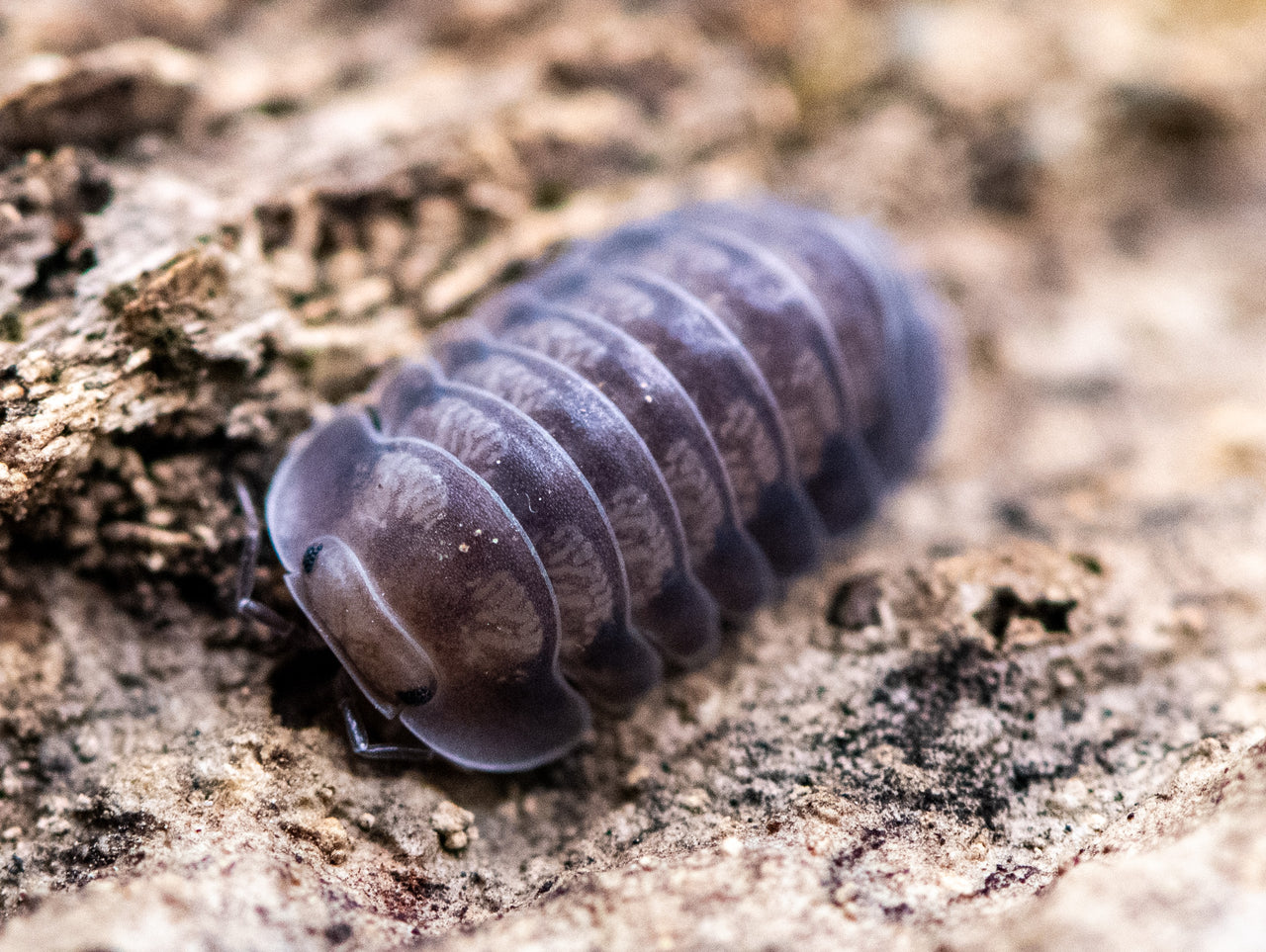 Cubaris Black Diamond Isopods