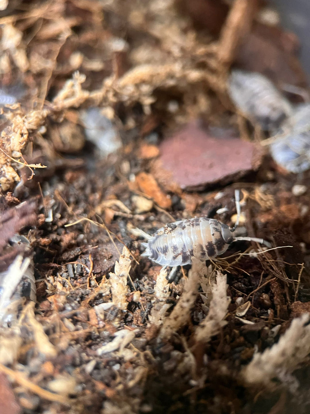 Dairy cow isopods