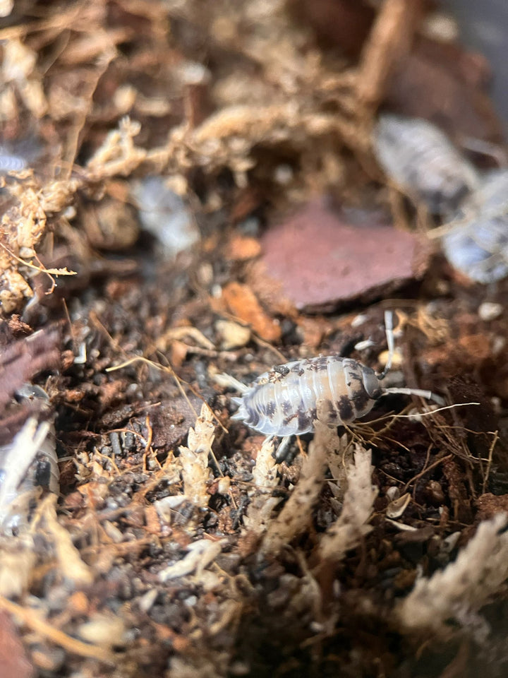 Dairy cow isopods