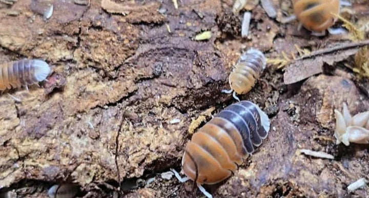 cubaris daxin tricolour isopods