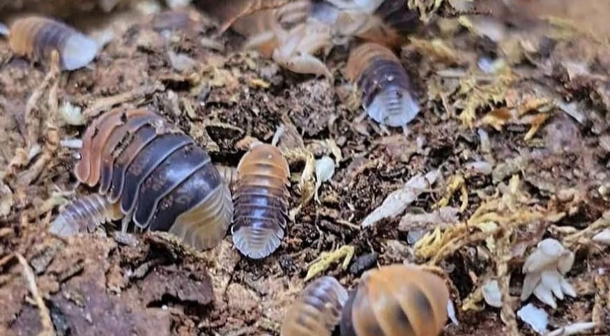 daxin tricolour isopods